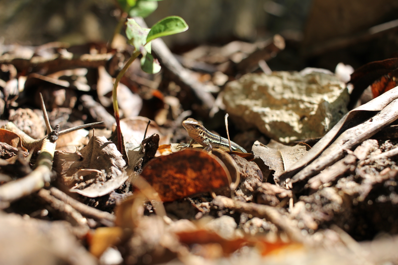 Leaf-litter lost to hurricanes threatens animals like the St. Croix ground lizard. (Photo courtesy of Auburn University)